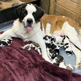 Paislee - Saint Bernard