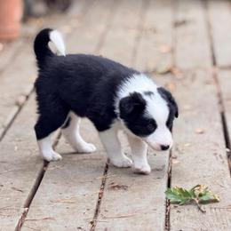 Blossom - Black and white female Border Collie puppy in Lebanon, Oregon from Cahill’s Canines