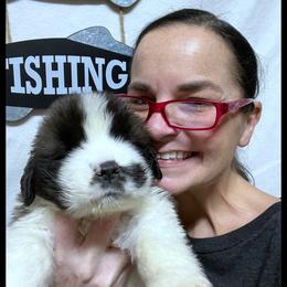 Encee - Mahogany and white female Saint Bernard puppy in New Philadelphia, Ohio from Fletchers Saints