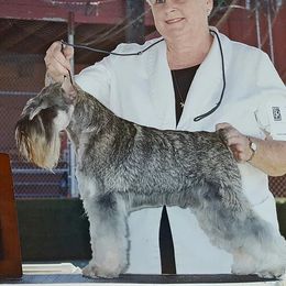Hajji - Miniature Schnauzer