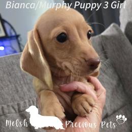 Puppy 3 - Cream female Dachshund puppy in Anamosa, Iowa from Melsh Precious Pets