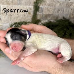 Sparrow - Black and white female Bernedoodle puppy in Midland, Michigan from Northern Charm Farm