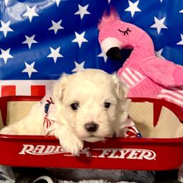 Snoopy boy 2 (orange) - White and buff male Bichon Frise puppy in Lavon, Texas from Sissy’s Heavenly Paws
