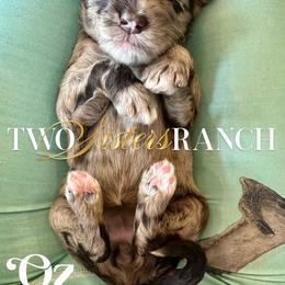 Oz - female Newfypoo puppy in Jackson, Missouri from Two Sisters Ranch, LLC