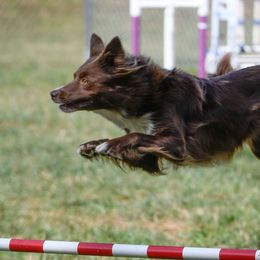 Border Collies from Luna Roo Farm