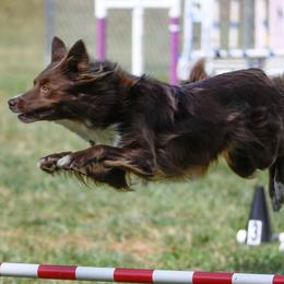Border Collies from Luna Roo Farm