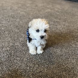 Boy 2 - Merle male Double Doodle puppy in Junction, Utah from Sugar Doodles