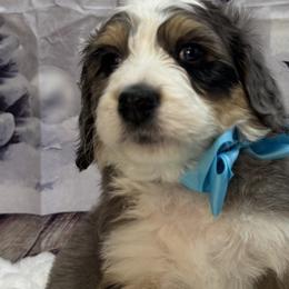 Bernedoodles, Poodles, and Sheepadoodles from TLC by the Lake Standard Poodle and Doodles