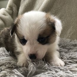 Pembroke Welsh Corgi Puppies from Delaney’s Corgis