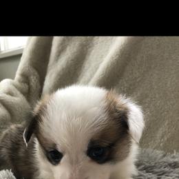 Pembroke Welsh Corgi Puppies from Delaney’s Corgis