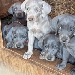 Weimaraner Puppies from Weimaraners of South Carolina