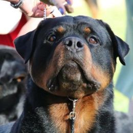Rottweilers from Von Hawes Rottweilers