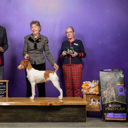 Pink collar - White and orange female Brittany puppy in Belleview, Florida from Gourley's Brittanys
