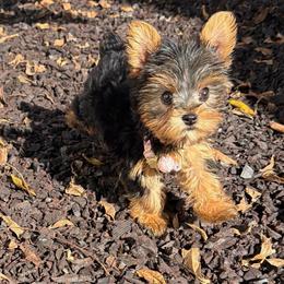 Angel - Black and gold female Yorkshire Terrier puppy in Maple Heights, Ohio from Yorkiesllc