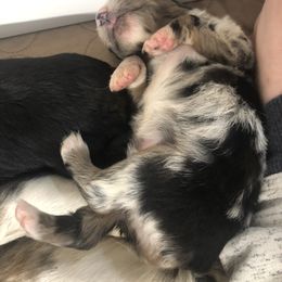 Australian Shepherd Puppies from Powell’s Australian Shepherds