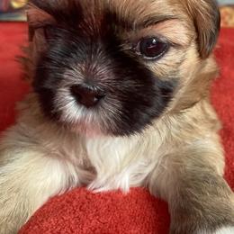 Shih Tzus from Heart of the Lion Shih Tzu