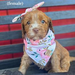 Skittles - Caramel red female Australian Labradoodle puppy in Citrus Heights, California from Elite Blend Labradoodles