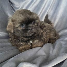 Sterling - Blue male Shih Tzu puppy in Waynesboro, Pennsylvania from Big Win Shih Tzus