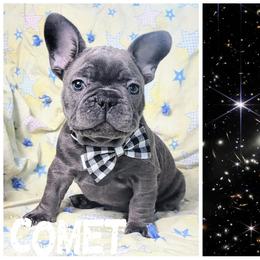 French Bulldog Puppies from JOLYNN Mecham