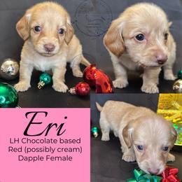 Eri - Dapple female Dachshund puppy in Denham Springs, Louisiana from Rockin’ with Dachshunds
