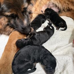 Female 1 - Black and red female German Shepherd puppy in Purcellville, Virginia from Starry Night German Shepherd Dogs