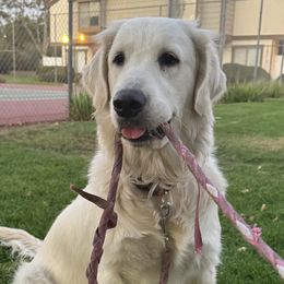 Golden Retrievers from Sultan’s Goldens