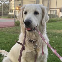 Golden Retrievers from Sultan’s Goldens