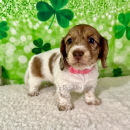 Girl one - Chocolate and cream female Dachshund puppy in Lakeland, Florida from Ruthie’s Rich Mini Dachshunds