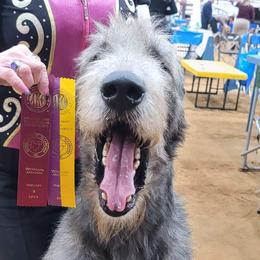 King - Irish Wolfhound
