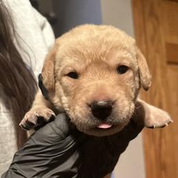 Guinness (Black Collar) - Yellow male Labrador Retriever puppy in Sparta, Wisconsin from Valley Creek Dog Boarding and Training