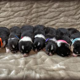 Pembroke Welsh Corgi Puppies from Dream Corgis
