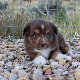 Australian Shepherd, Miniature American Shepherd, and Miniature Australian Shepherd Puppies from Painted Blue Aussies