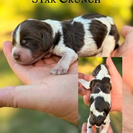 Star Crunch - Tri-Roan male English Springer Spaniel puppy in Uvalda, Georgia from Willow Creek Farms
