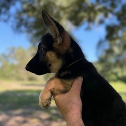Khloe - Black and tan female German Shepherd puppy in Florida from Best Shepherds