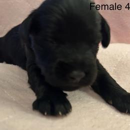 Female 4 - Black female Miniature Schnauzer puppy in Granville, Ohio from Shull Mini Schnauzers