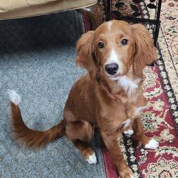 Peaches - Goldendoodle