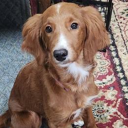 Peaches - Goldendoodle