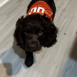 Boykin Spaniel, English Springer Spaniel, and Rat Terrier Puppies from 31 Pines Kennels