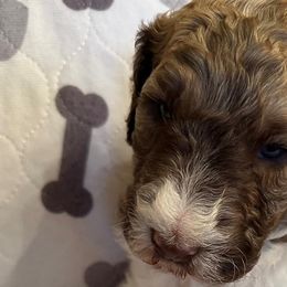 Poodles from Burning Ring of Fire Breeding & Studding