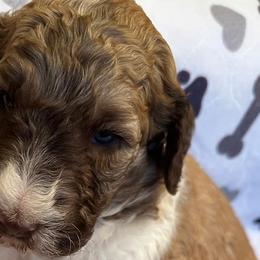 Poodles from Burning Ring of Fire Breeding & Studding