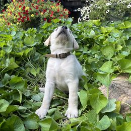 MacArthur - Yellow male Labrador Retriever puppy in Alger, Ohio from Osborne Family Retrievers
