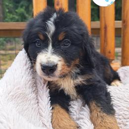Assorted Doodle Crosses, Bernedoodle, Goldendoodle, and Poodle Puppies from Williams Lake Doodles