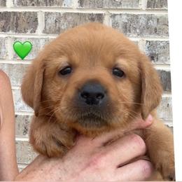 Green collar - Yellow male Labrador Retriever puppy in Clinton, Tennessee from Summer Rose