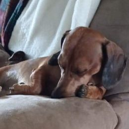 Dachshunds from Doxie Love Dachshunds