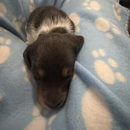 Rocky - Piebald male Dachshund puppy in Wappapello, Missouri from Kandb Dachshunds