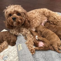 Cavapoos from Climate City Cavapoos