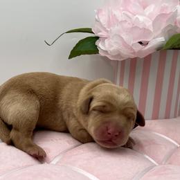 Purple - Yellow female Labrador Retriever puppy in Heath Springs, South Carolina from Rich Hill Retrievers