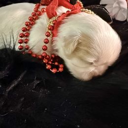 Vanilla Bean - Cream and white female Shih Tzu puppy in Port Orchard, Washington from Buttons N Bows