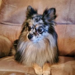 Gizmo - Pomeranian