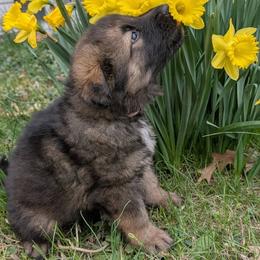 Aurora - Sable female German Shepherd puppy in Waterloo, New York from Von Nikolaos German Shepherds